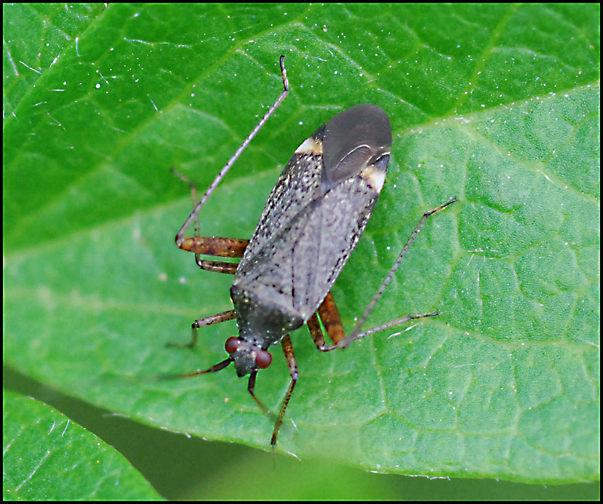 Miridae: Closterotomus sp. dell''Emilia